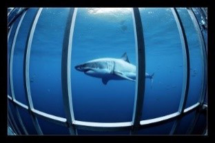 shark cage