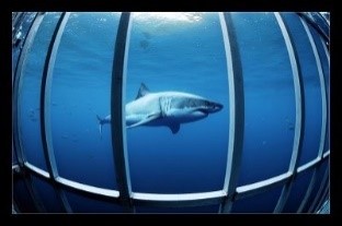shark cage